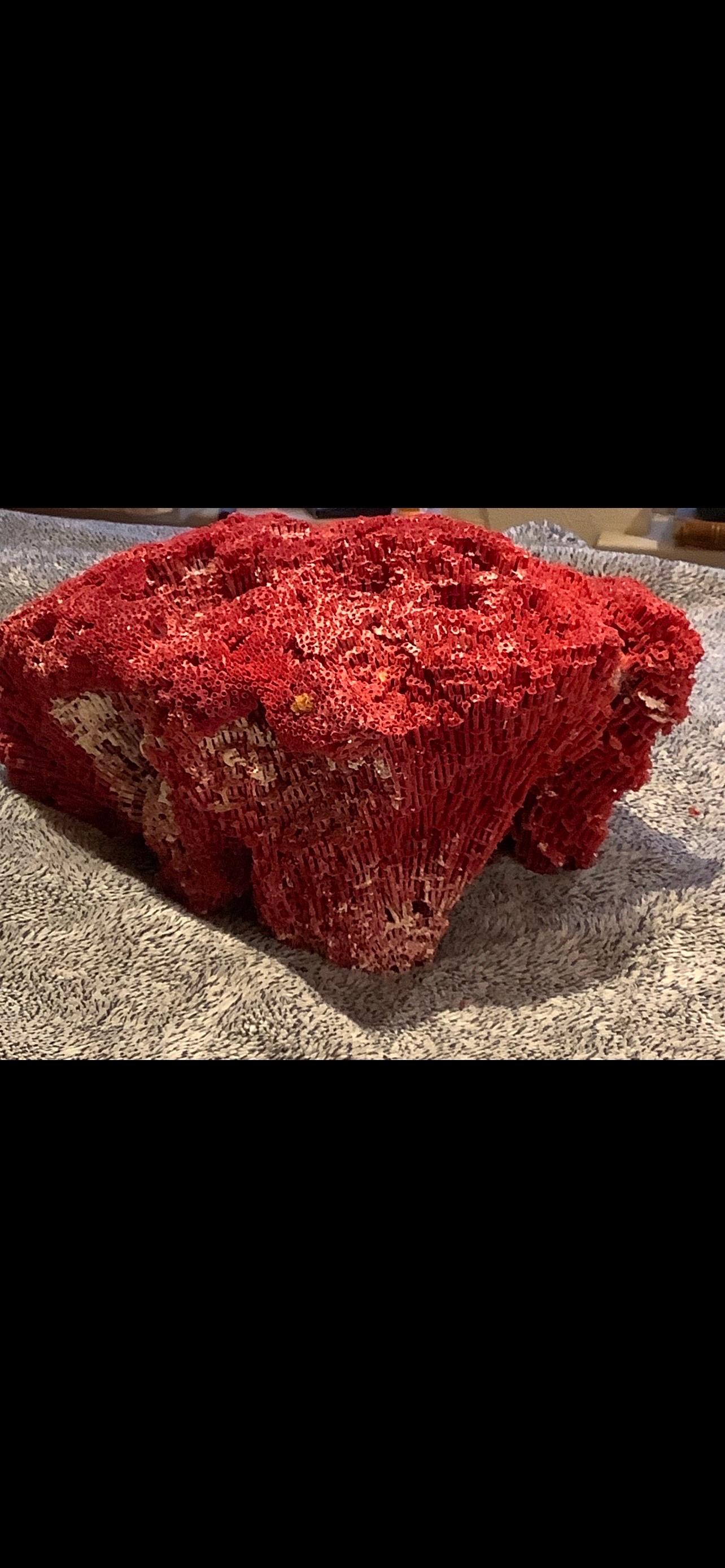 Pacific Islands Natural Specimen Red Pipe Organ Coral For Sale