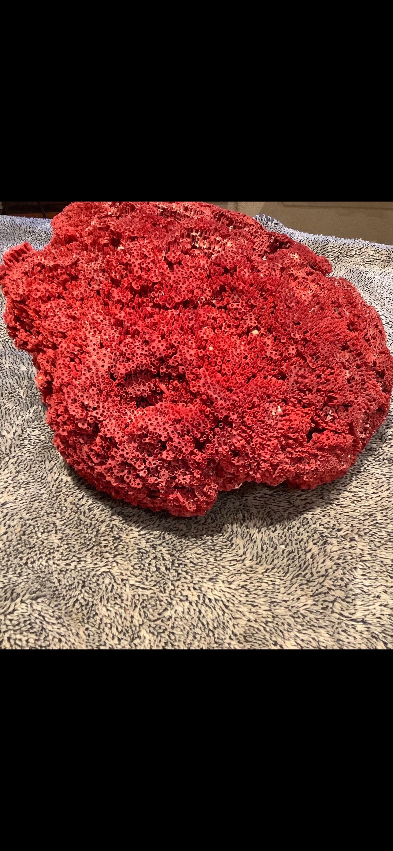 Natural Specimen Red Pipe Organ Coral In Good Condition For Sale In Houston, TX