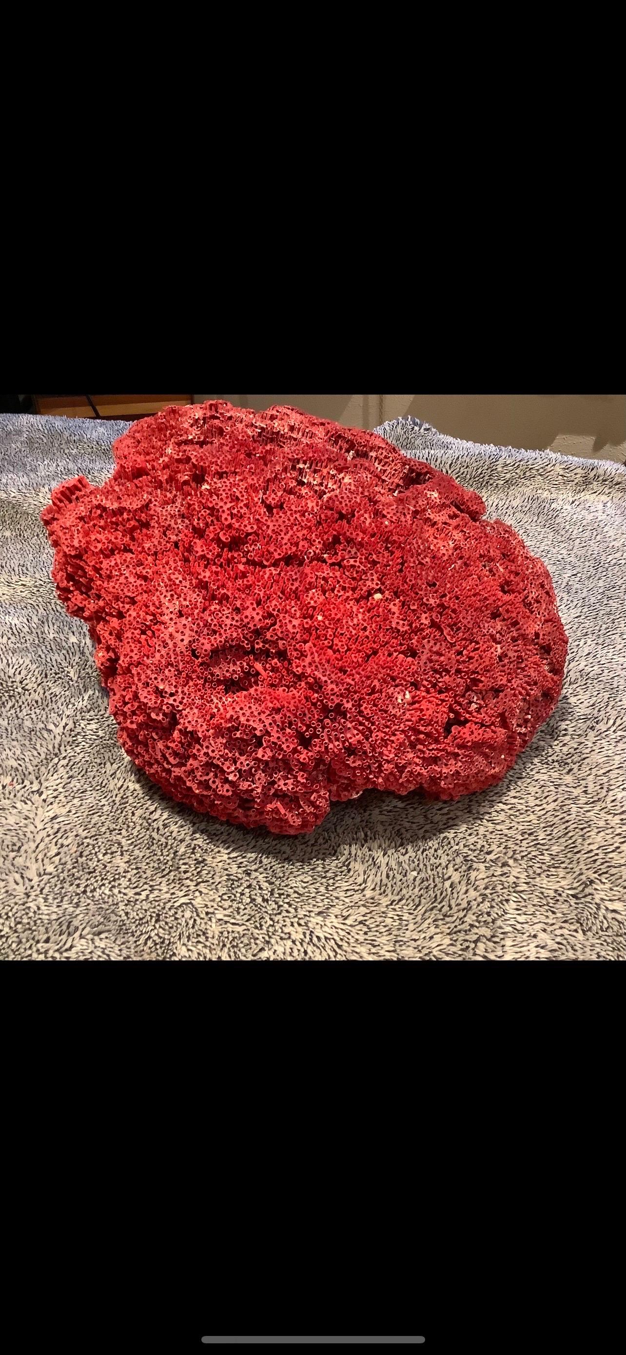 19th Century Natural Specimen Red Pipe Organ Coral For Sale