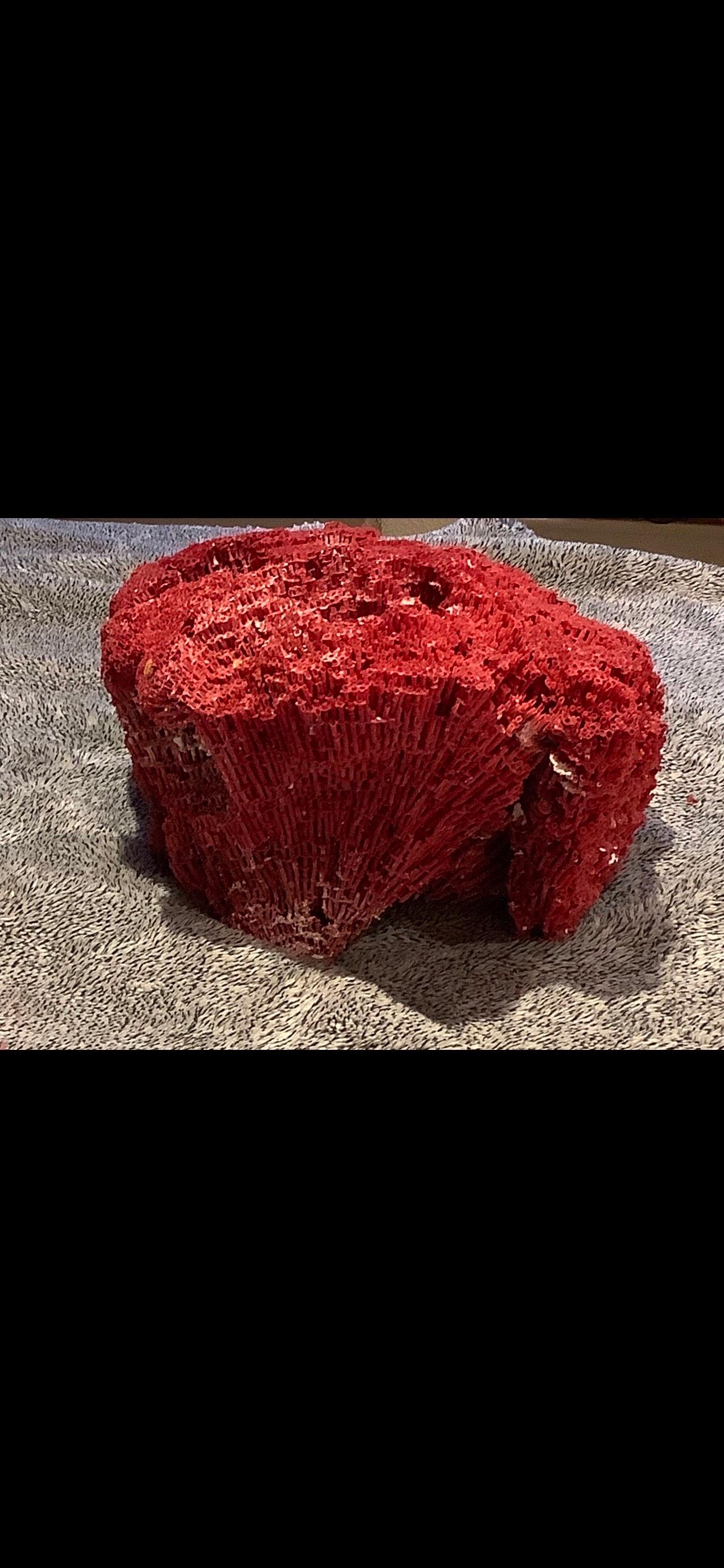 Natural Specimen Red Pipe Organ Coral For Sale 1