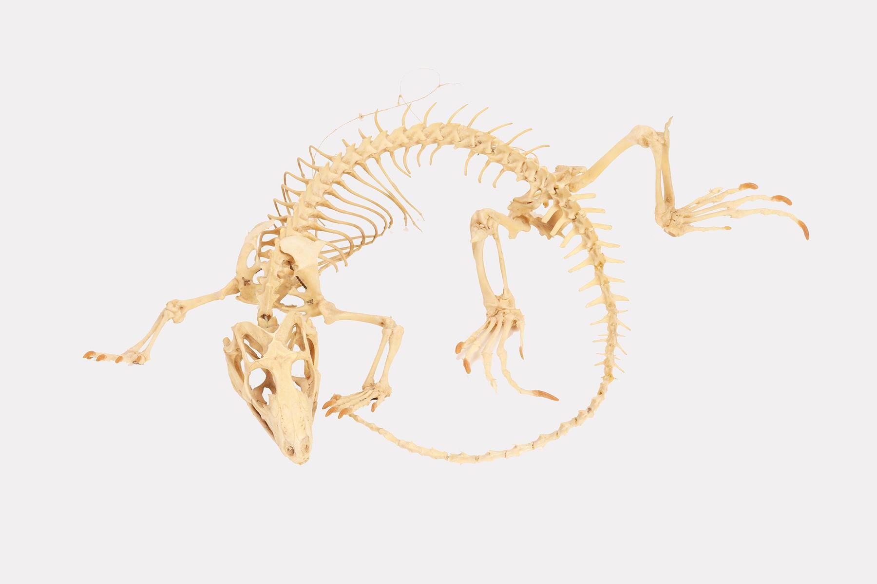 Natural Specimen, the Iguana Skeleton, Italy 1890 For Sale 1