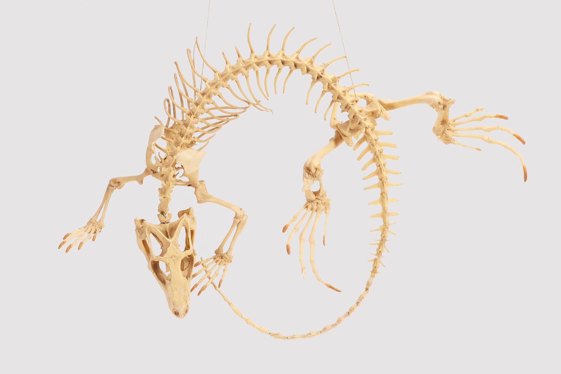 A natural specimen of an iguana skeleton from the Wunderkammer The specimen is twisted into a circle and hung from a string. Italy, circa 1890.