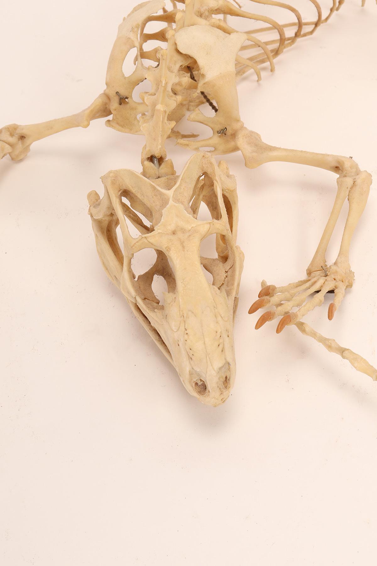 esqueleto de iguana