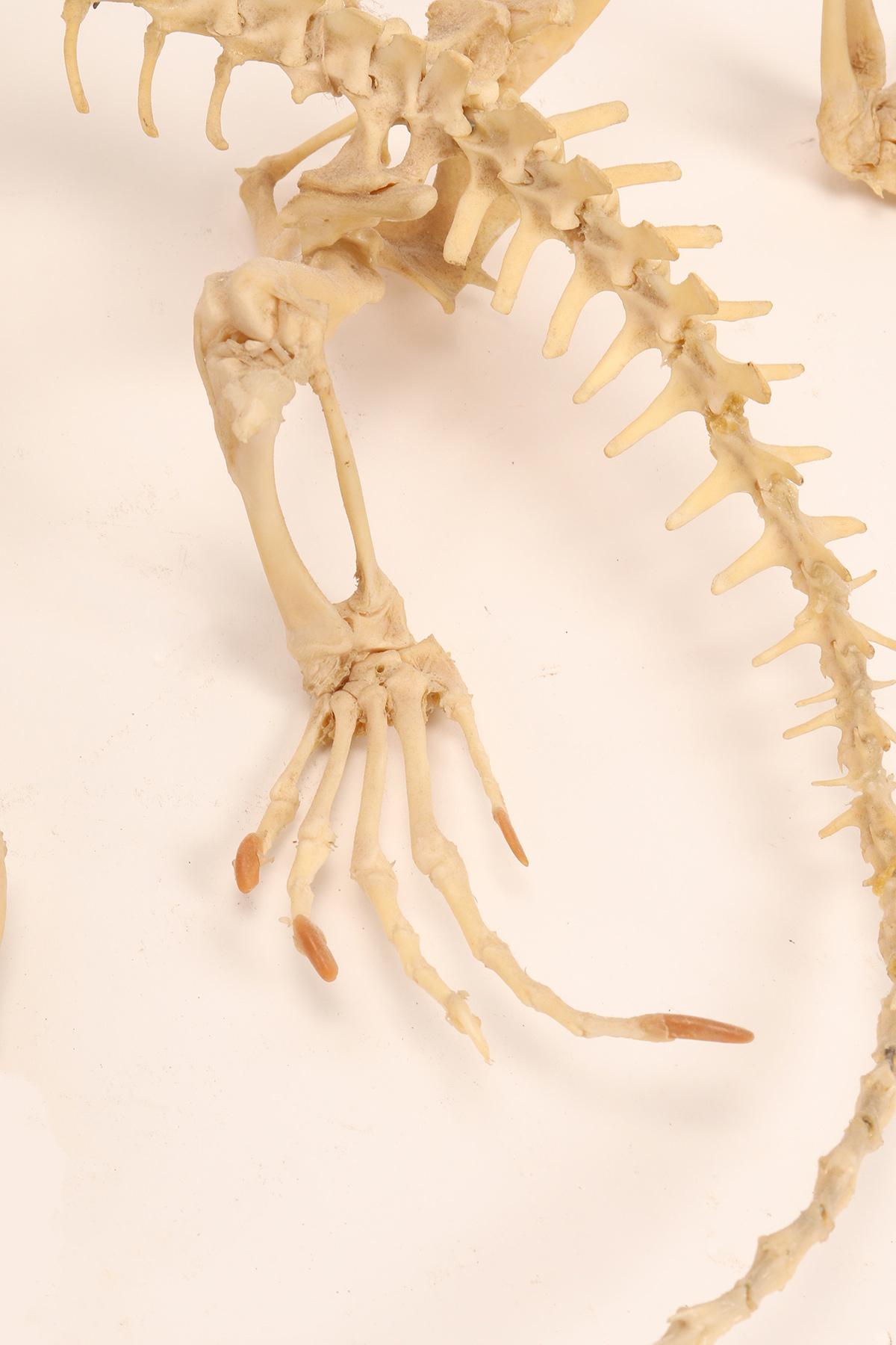 iguana skeleton anatomy