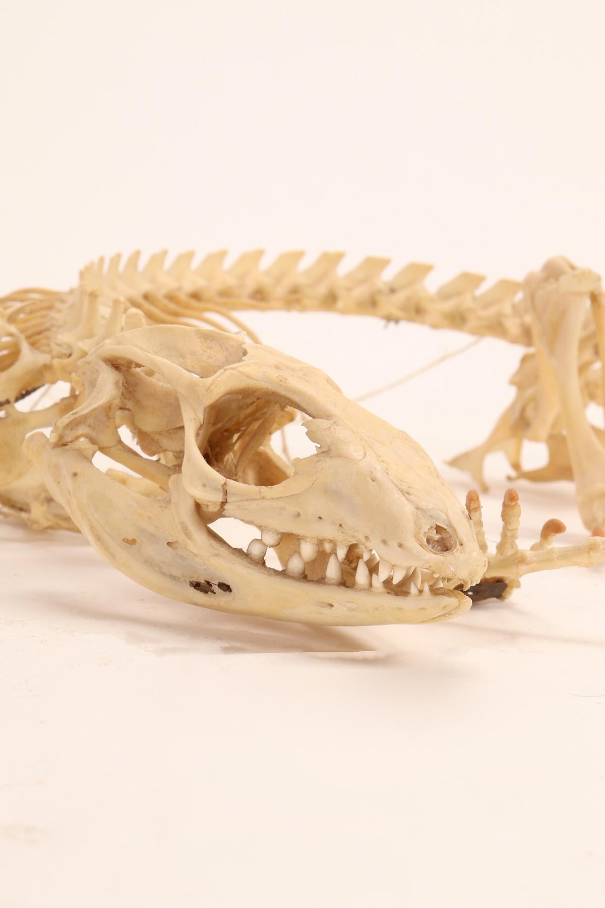 Natural Specimen, the Iguana Skeleton, Italy 1890 In Good Condition For Sale In Milan, IT