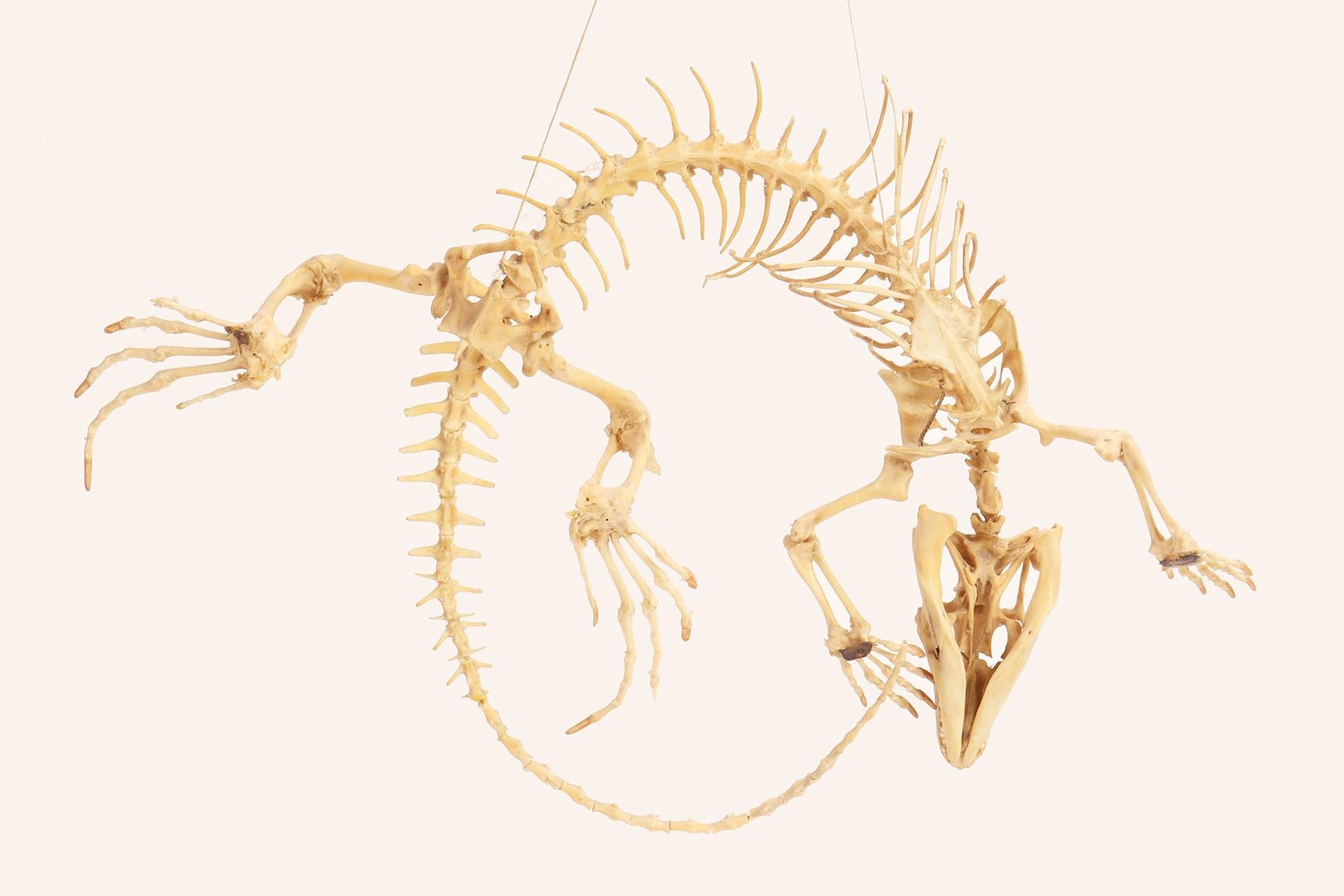 Bone Natural Specimen, the Iguana Skeleton, Italy 1890 For Sale