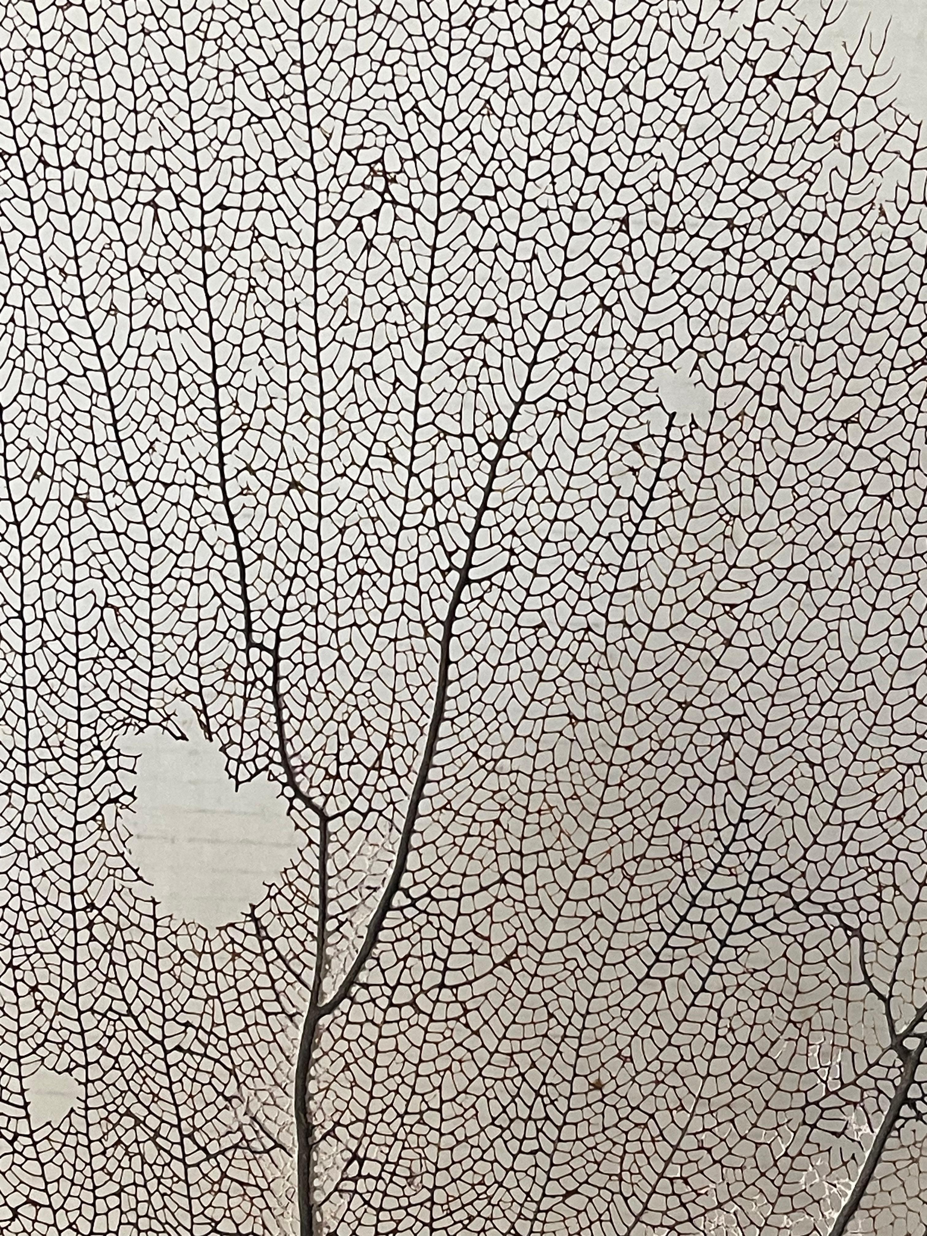 Especímenes Naturales Modernos Ecológicos Coral Brunch sobre Soporte Estadounidense en venta