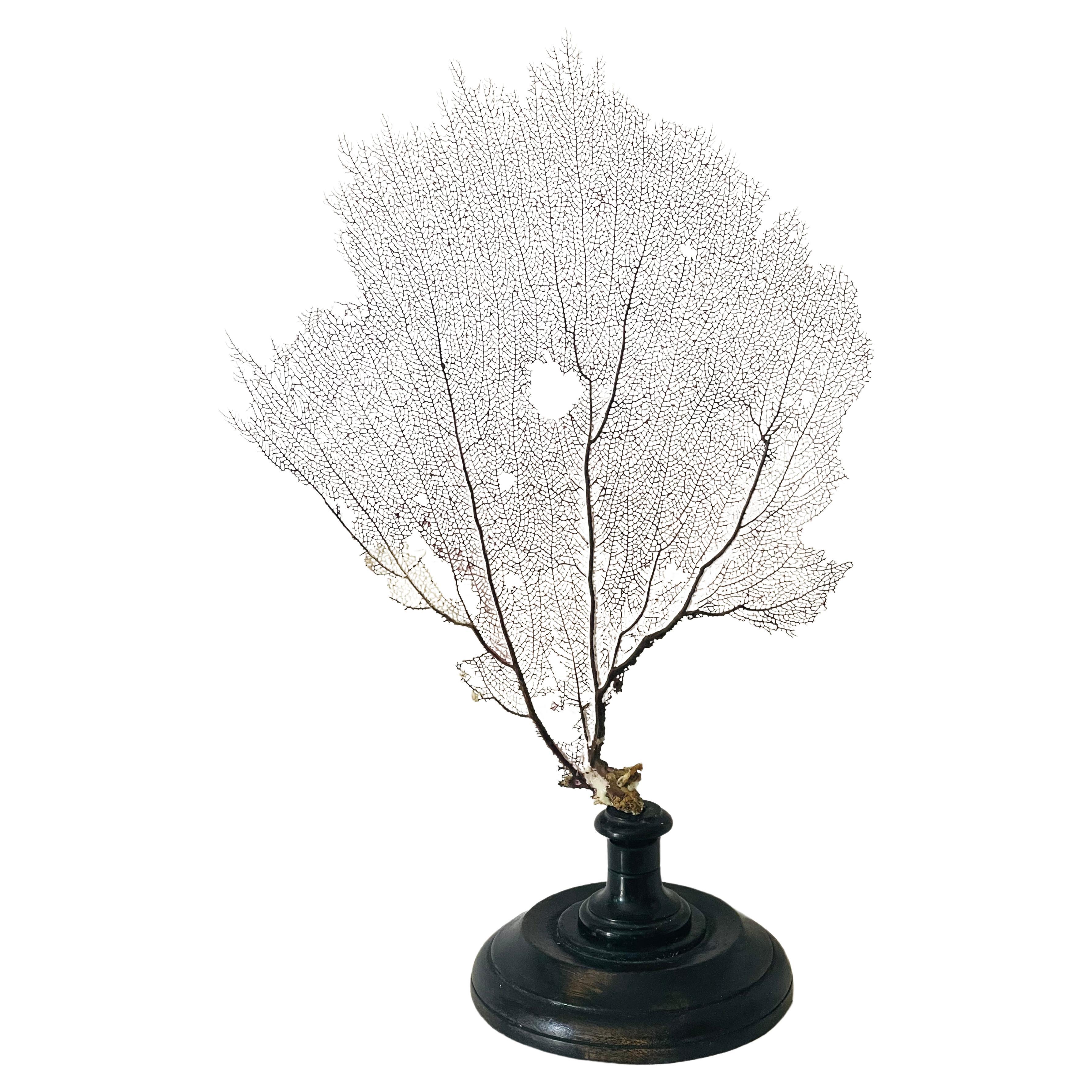 Organic Modern Natural Specimens Coral Brunch on Stand