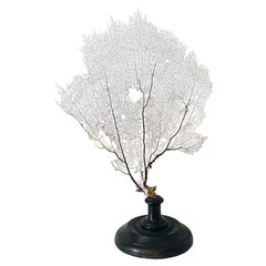 Organic Modern Natural Specimens Coral Brunch on Stand