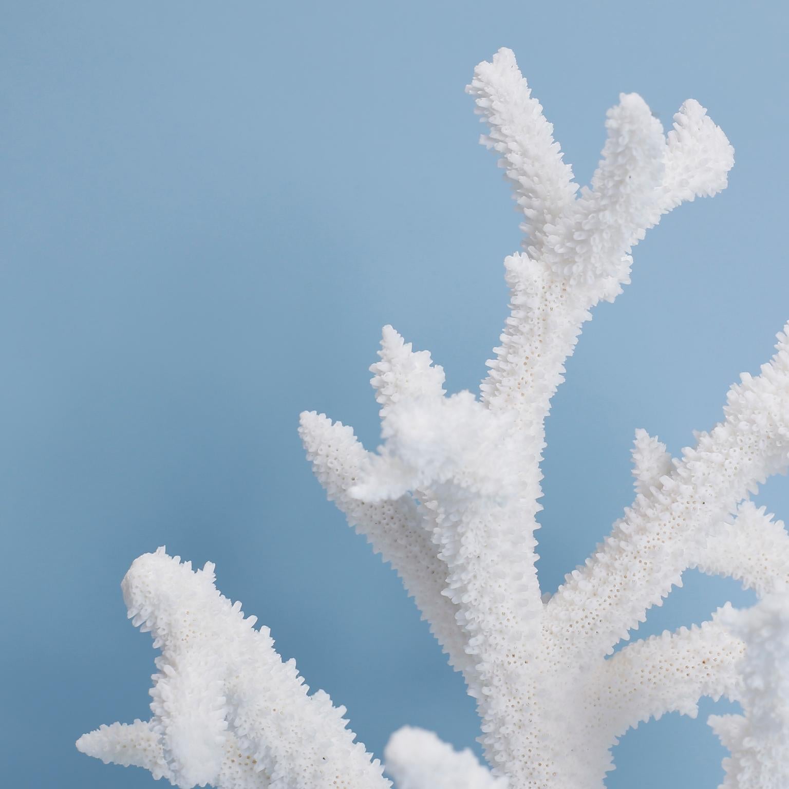 Authentisches Branch-Korallen-Exemplar mit sauberer, gebleichter weißer Farbe und organischer Texturform. Präsentiert auf einem speziell angefertigten Kokosnuss-Ständer. 

Sie sind nur in den Vereinigten Staaten von Amerika erhältlich. Für den