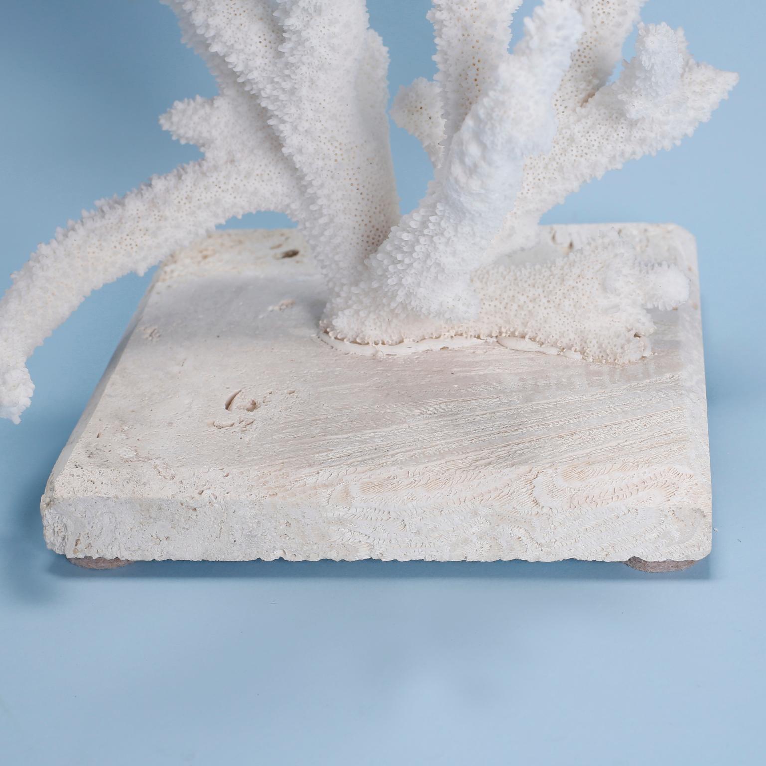 Organic Modern Natural Staghorn Coral Mounted on Coquina Stone For Sale