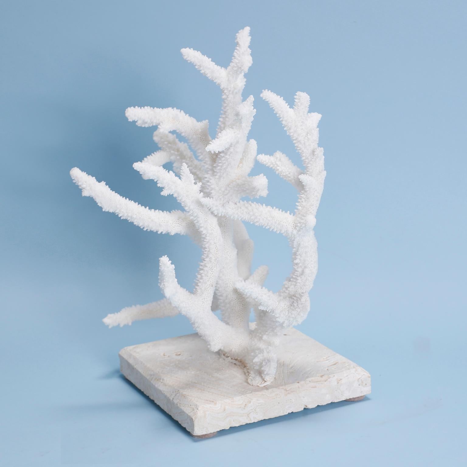 Solomon Islands Natural Staghorn Coral Mounted on Coquina Stone For Sale