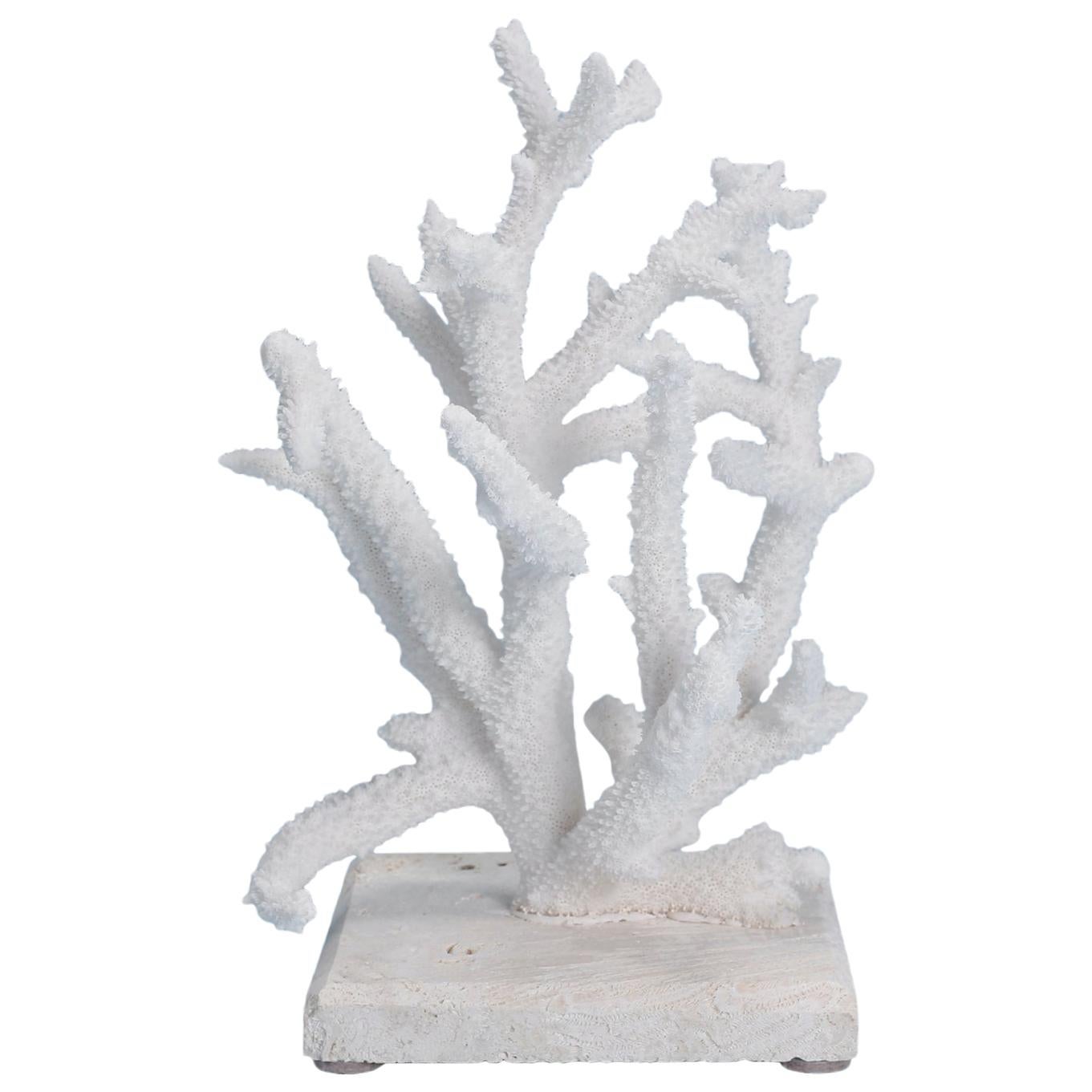 Natural Staghorn Coral Mounted on Coquina Stone