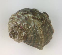 Natural Turbo Marmoratus or Green Turban Shell