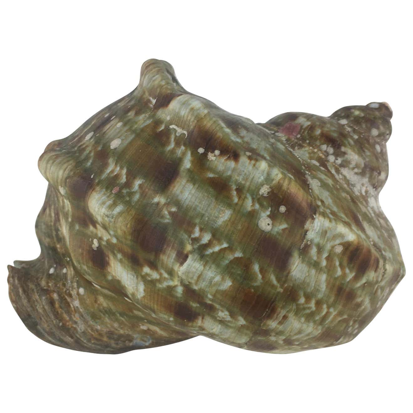 Natural Turbo Marmoratus or Green Turban Shell For Sale at 1stDibs