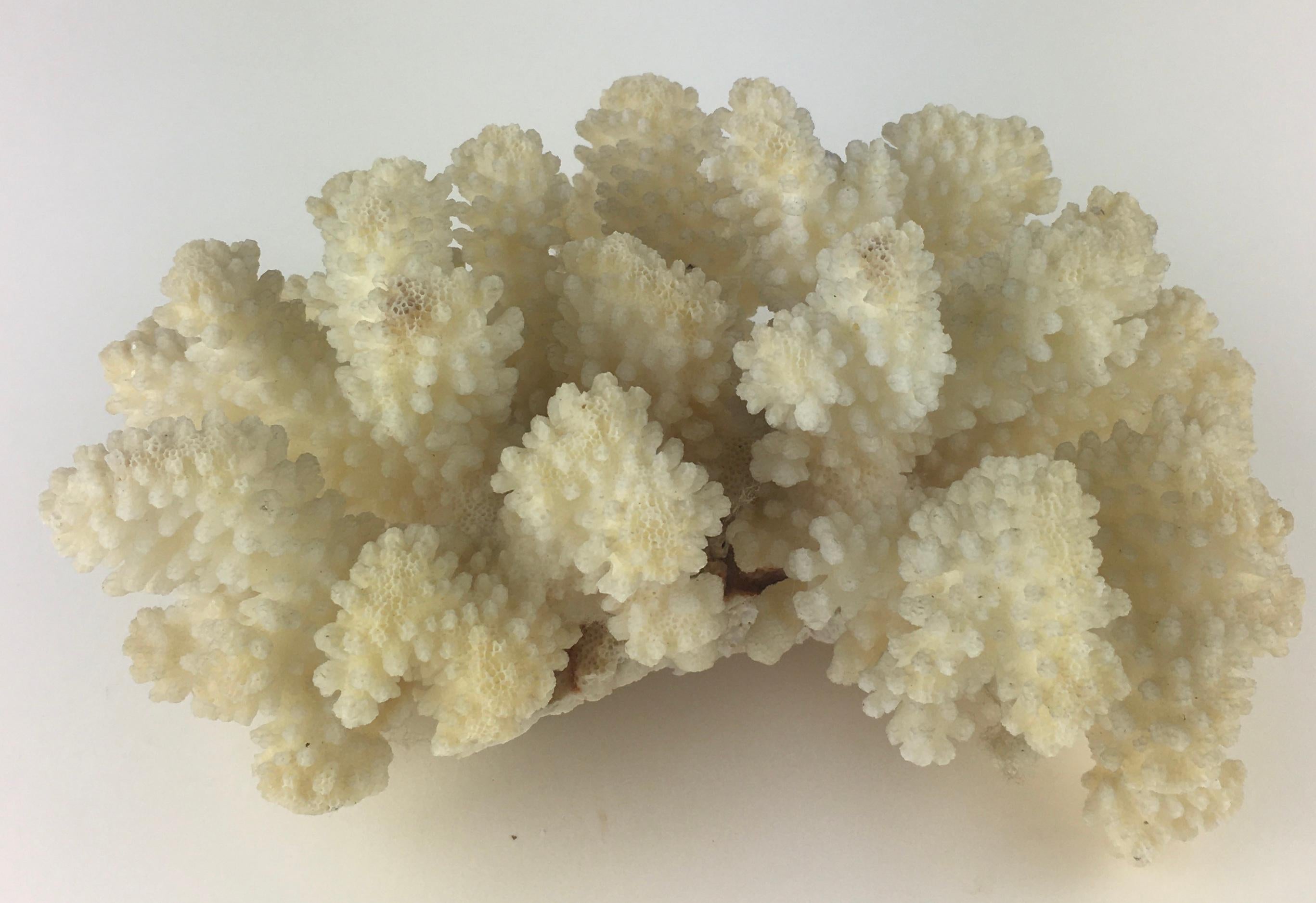 Beautiful natural white and pink coral. 

White coral measures: 6