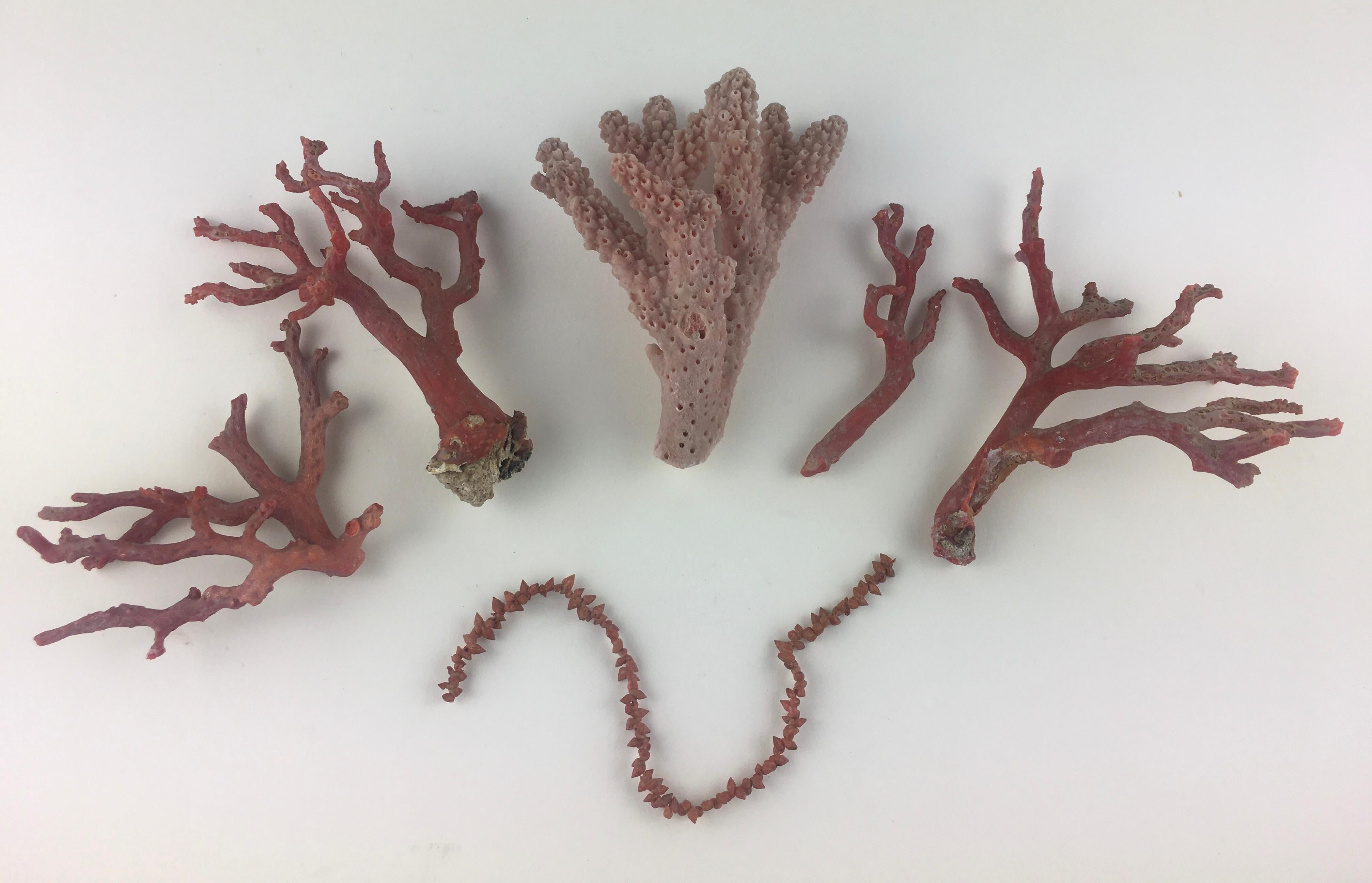 Organic Modern Natural White and Pink Corals, Seashells