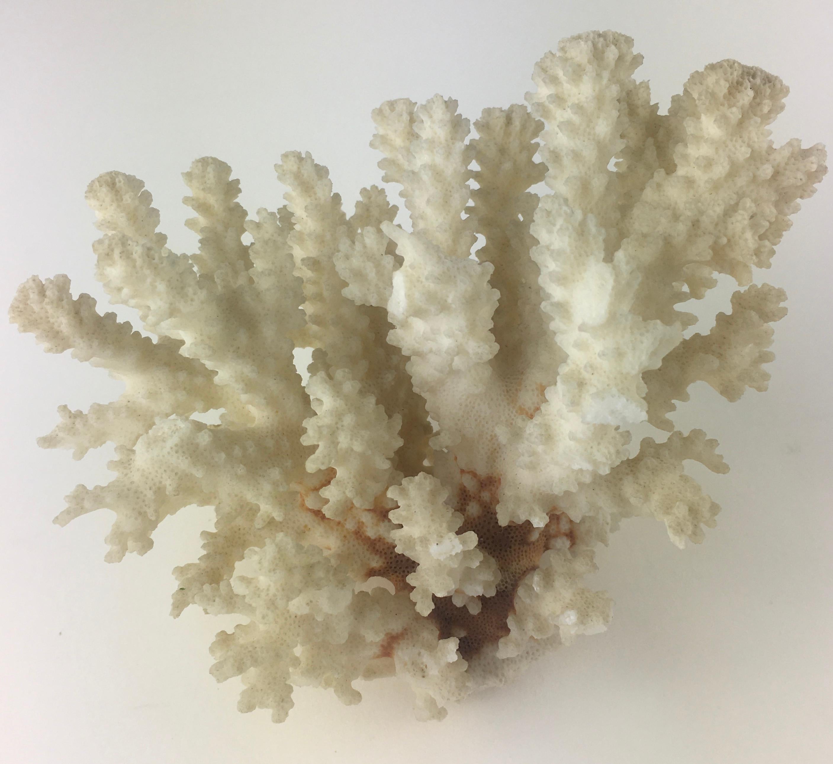 Natural White and Pink Corals, Seashells In Good Condition In Miami, FL