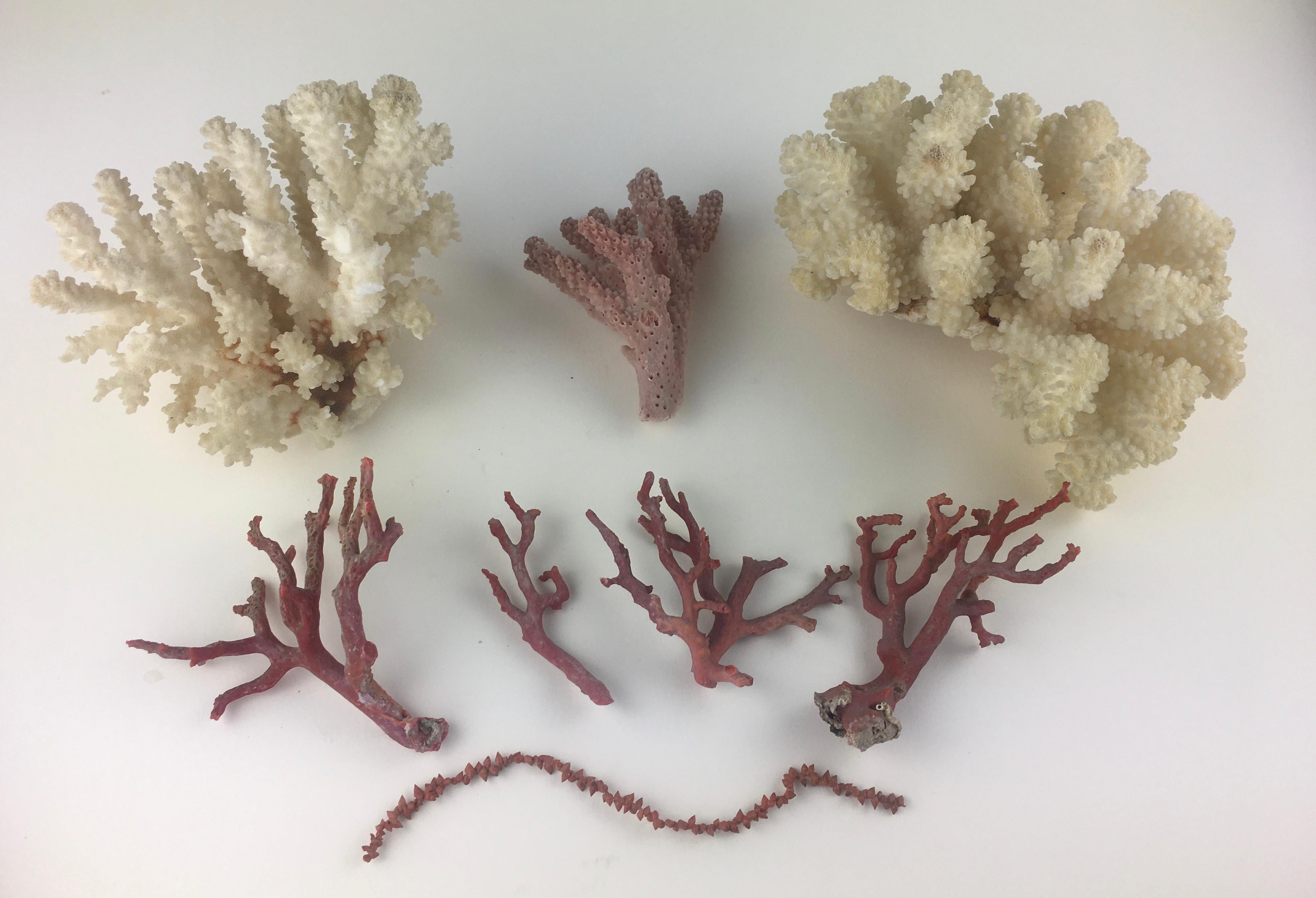 20th Century Natural White and Pink Corals, Seashells