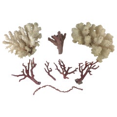 Natural White and Pink Corals, Seashells