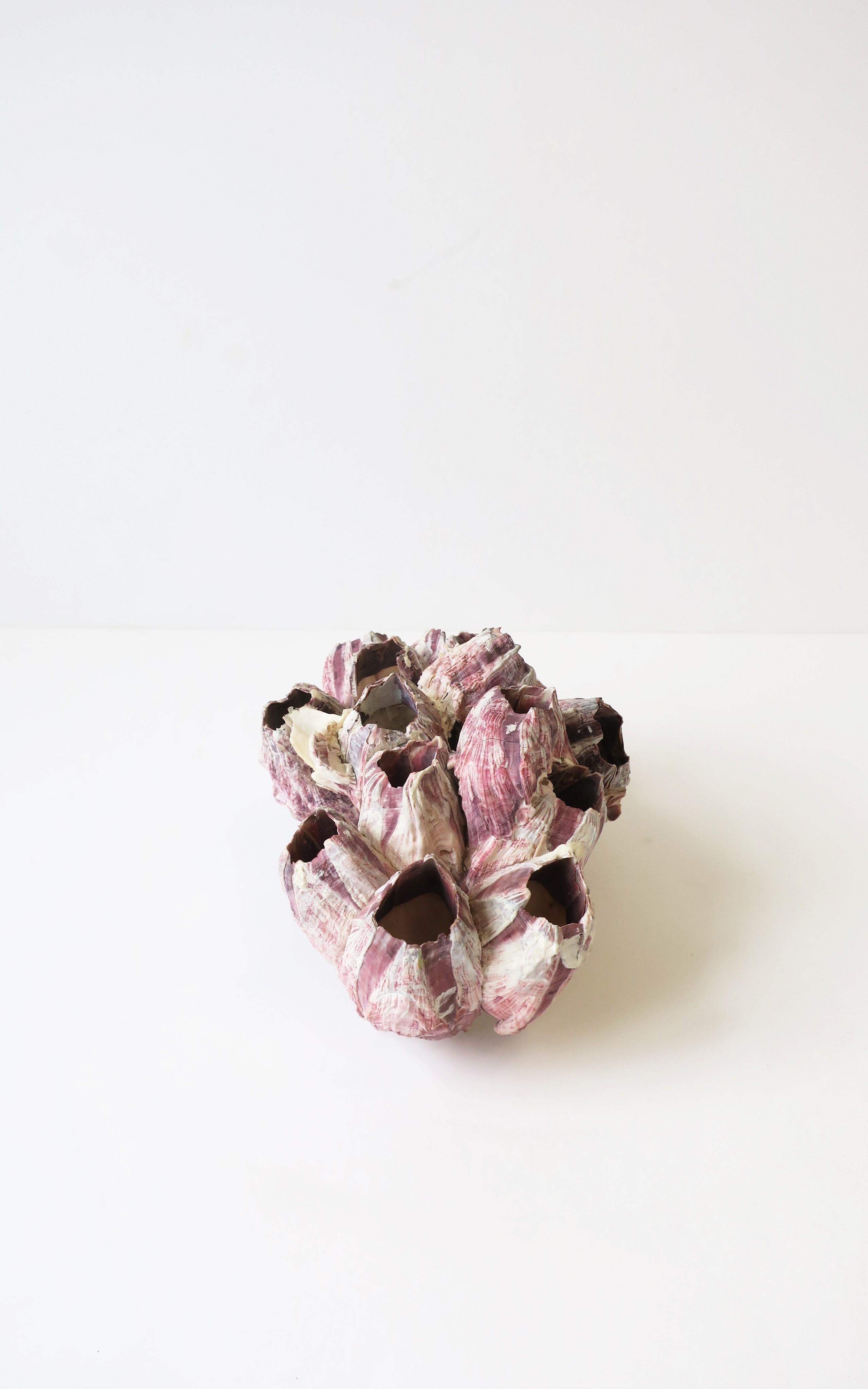Barnacle Sea Shell Natural White and Purple Specimen Piece 2