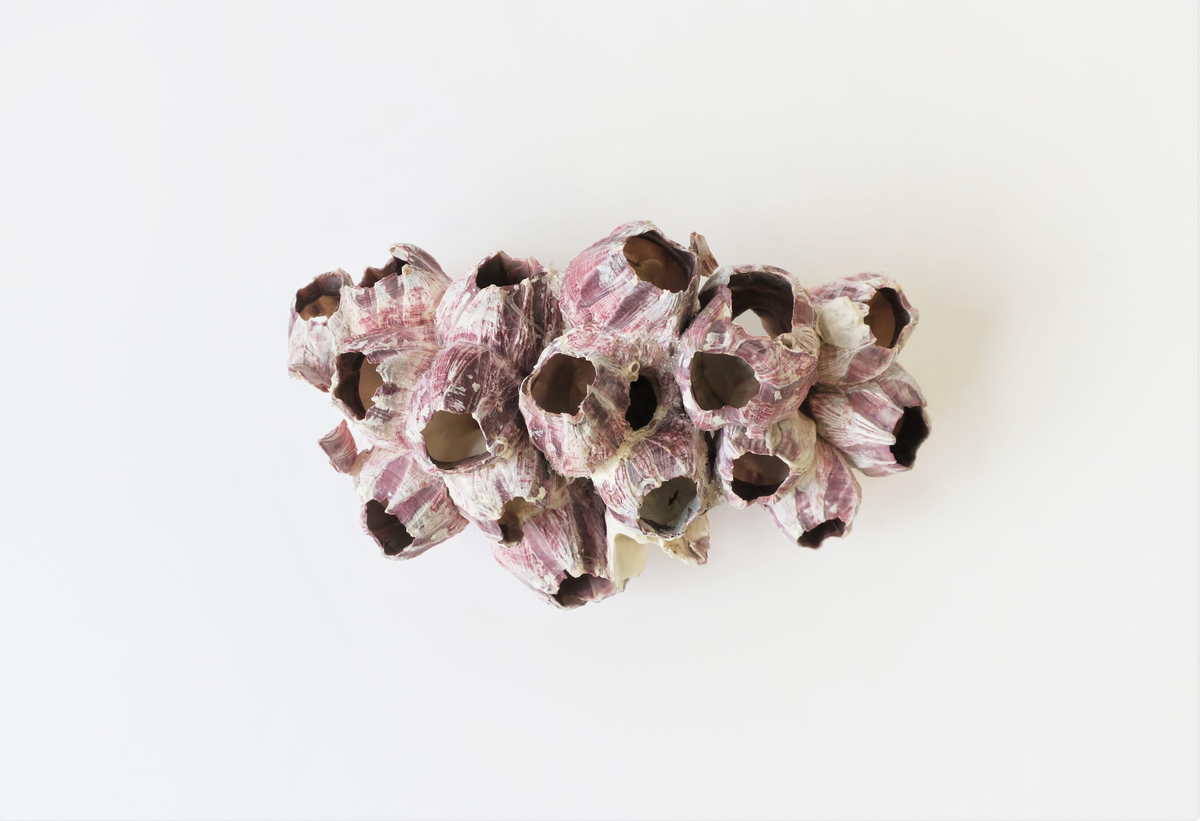 A natural white and amethyst purple barnacle seashell specimen piece/decorative object. Piece works well as a standalone object, with other seashells, etc. This barnacle piece is a real/natural piece. 

Piece measures: 6.5