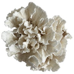 Natural White Bleached Lace Cup Coral