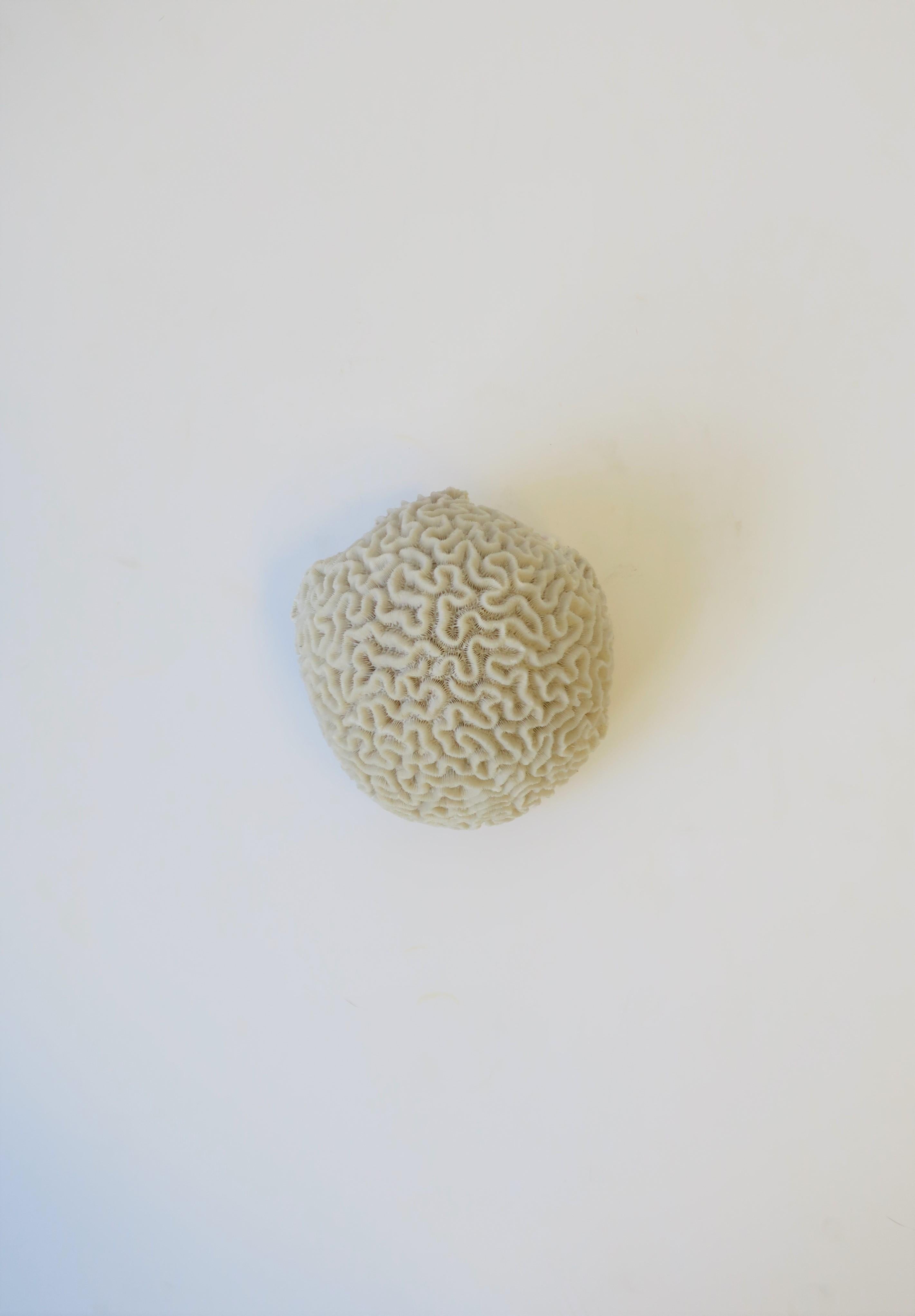 A beautiful fragment of natural white brain coral. Beautiful as a standalone decorative object, as a centerpiece, used with other seashells, or as a luxury item display piece. 

Measurements include: 5 in. W x 5.75 in. D x 3.25 in. H.

Shagreen