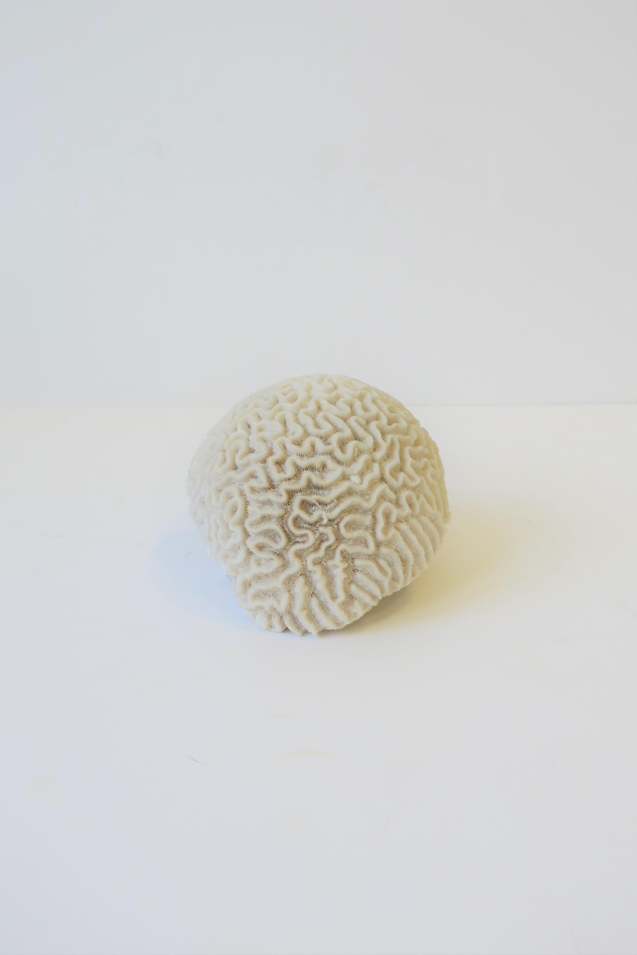 Organic Modern Natural White Brain Coral