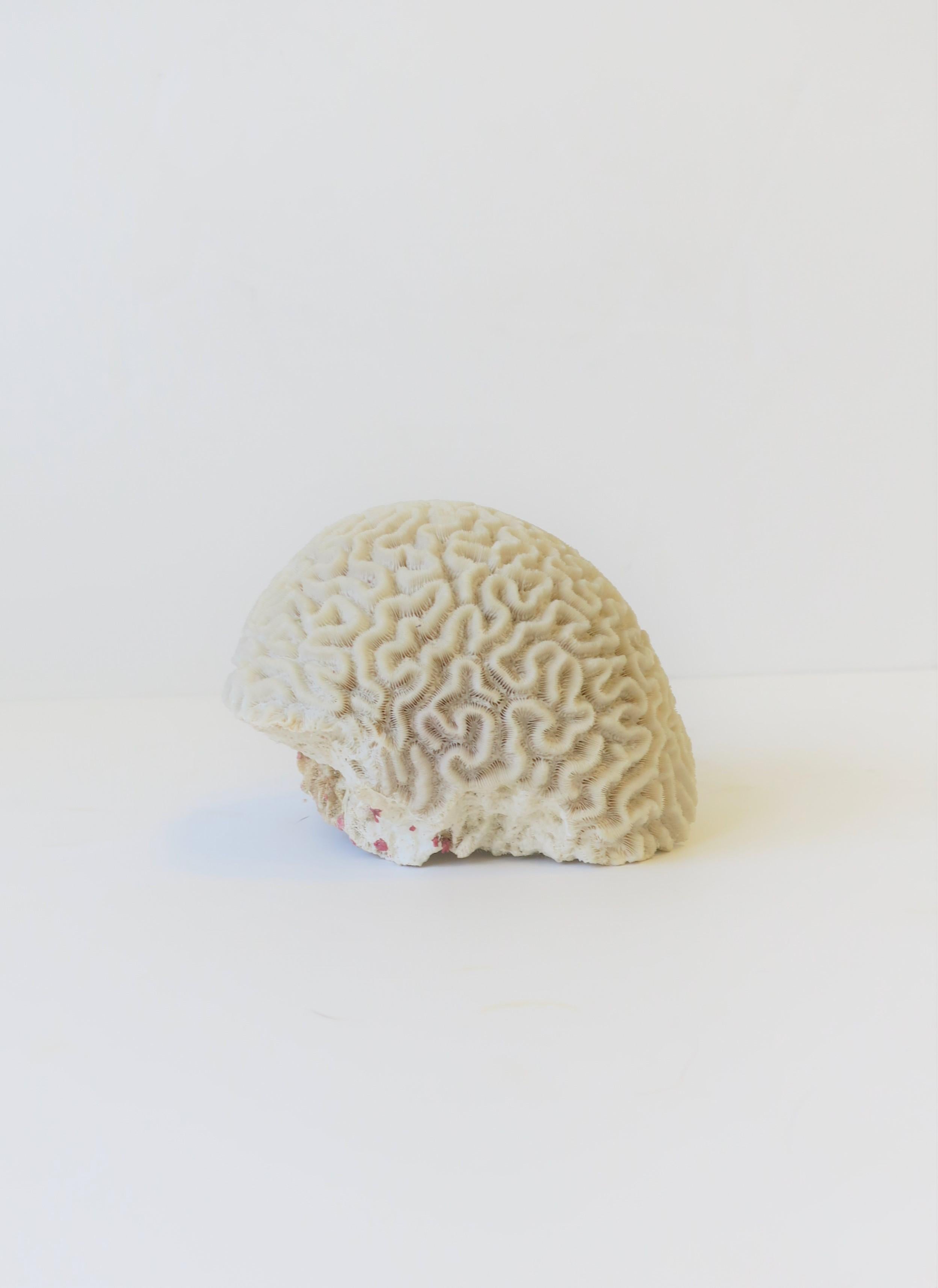 Unknown Natural White Brain Coral