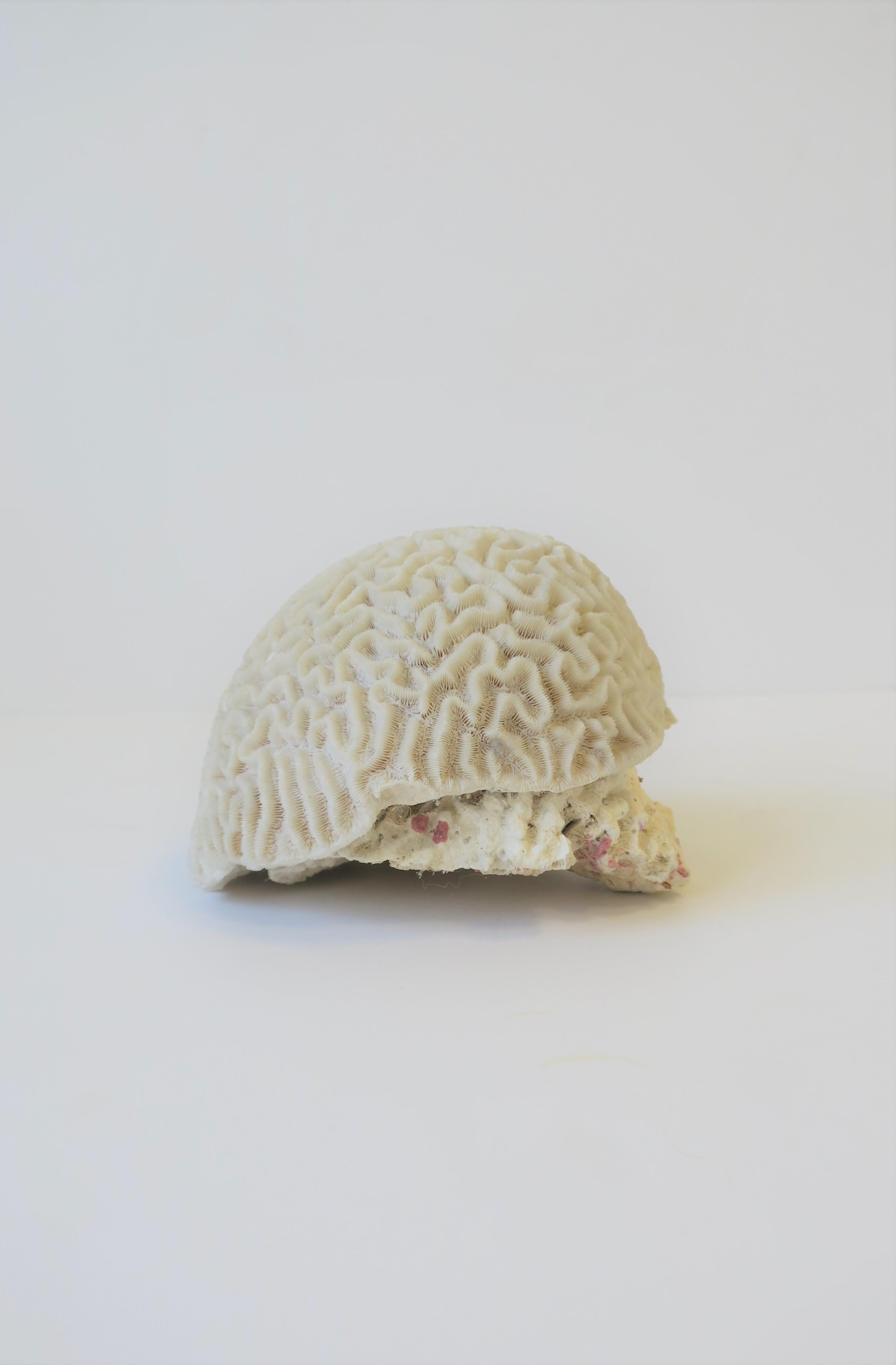 Natural White Brain Coral In Good Condition In New York, NY