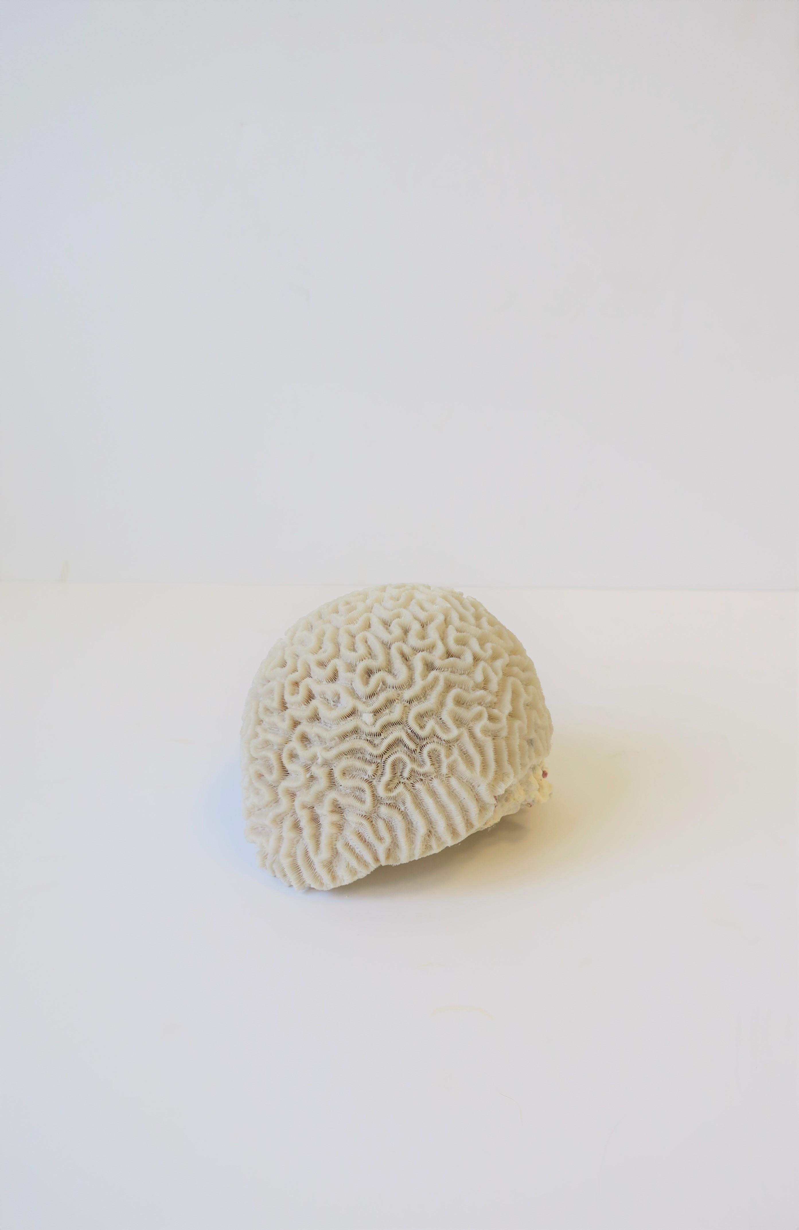 20th Century Natural White Brain Coral