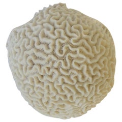 Natural White Brain Coral