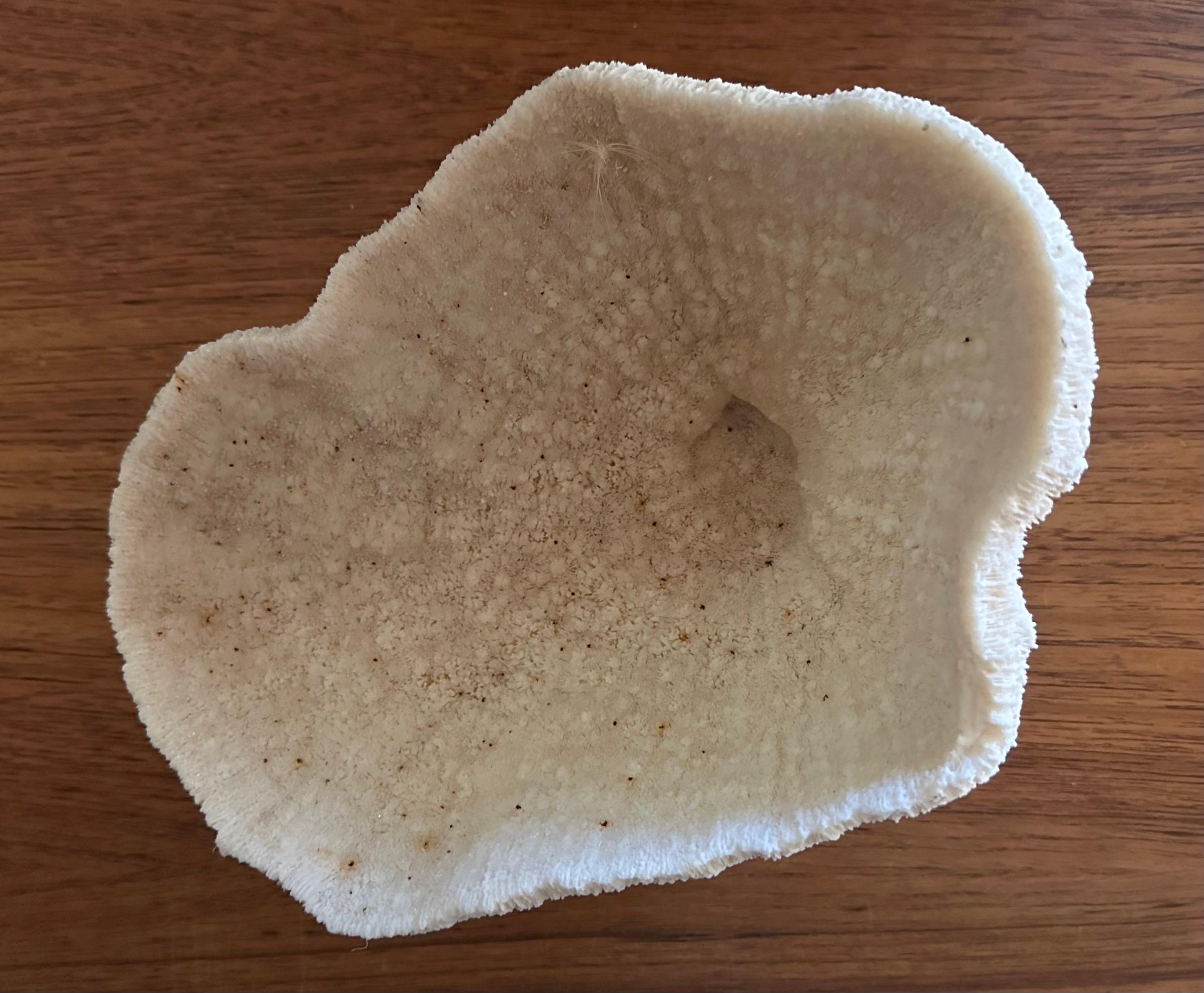 Natural White 