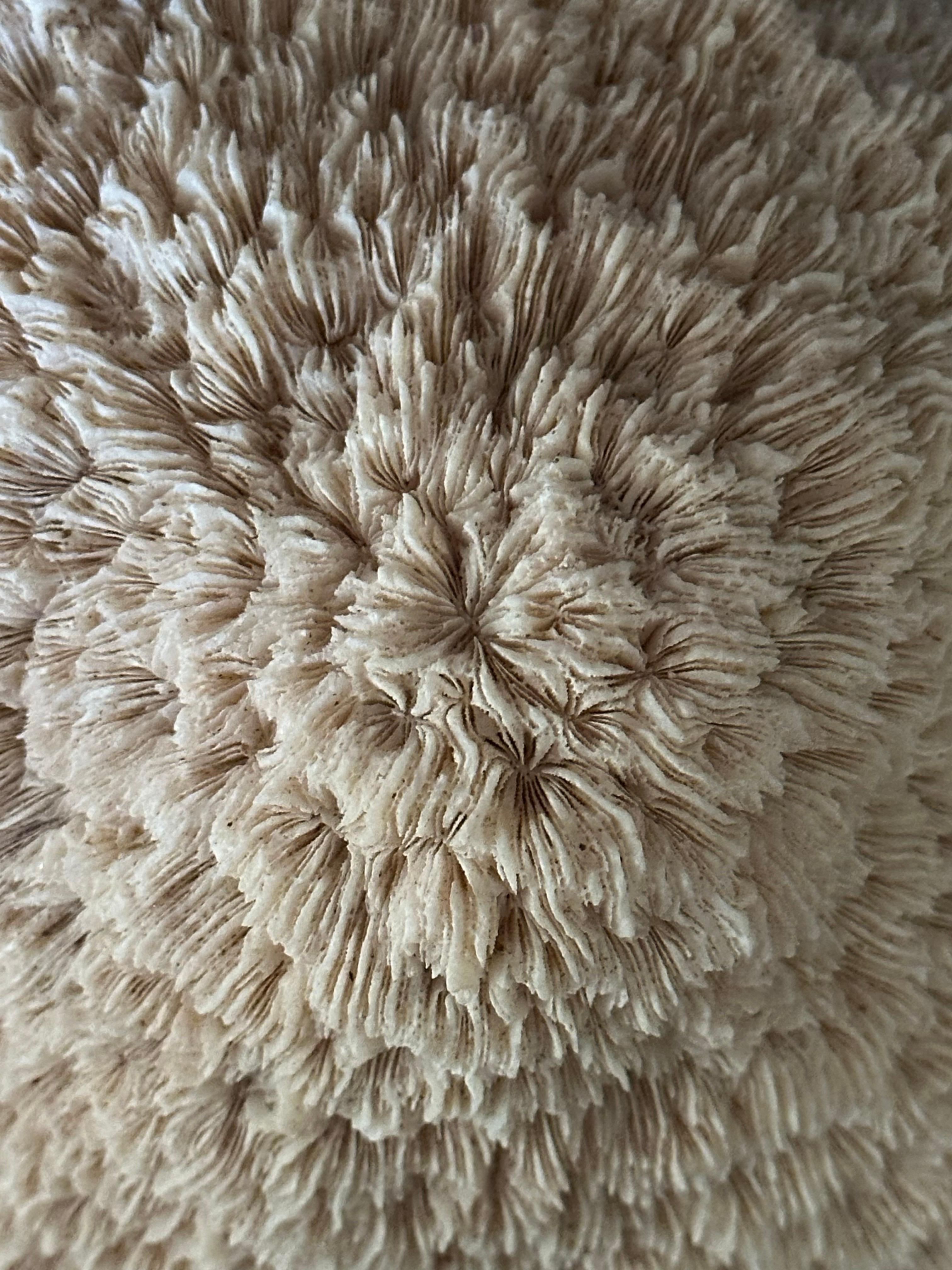 Natural White 