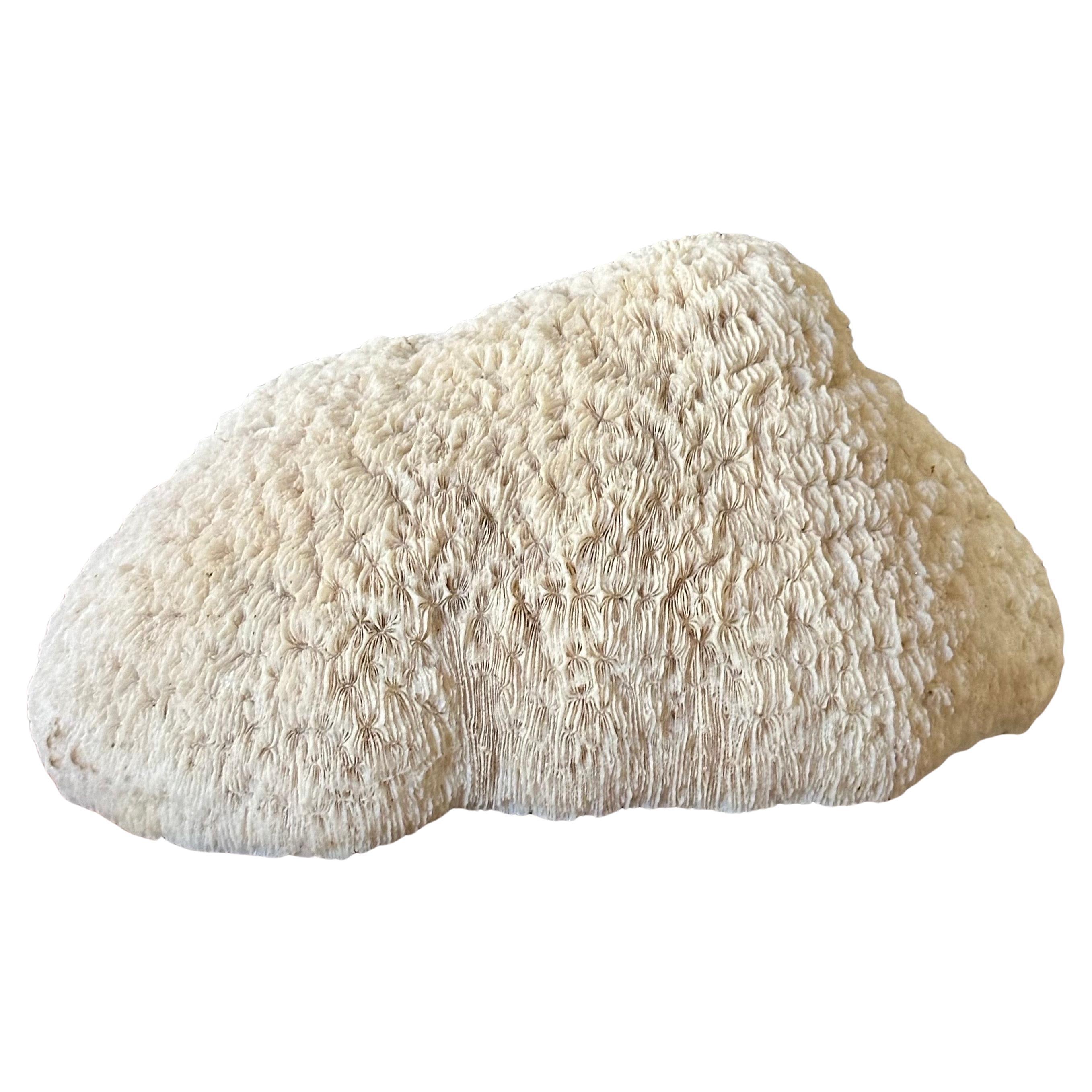 A rare natural white 