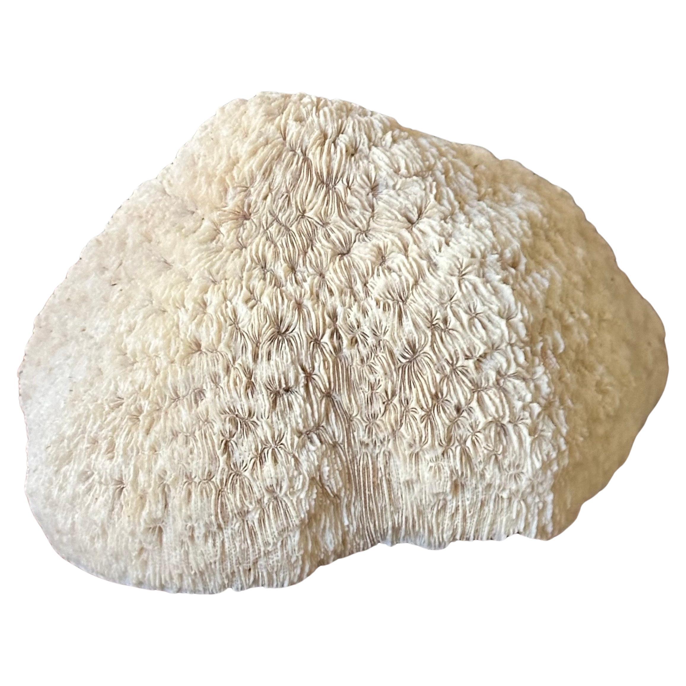 Organic Modern Natural White 