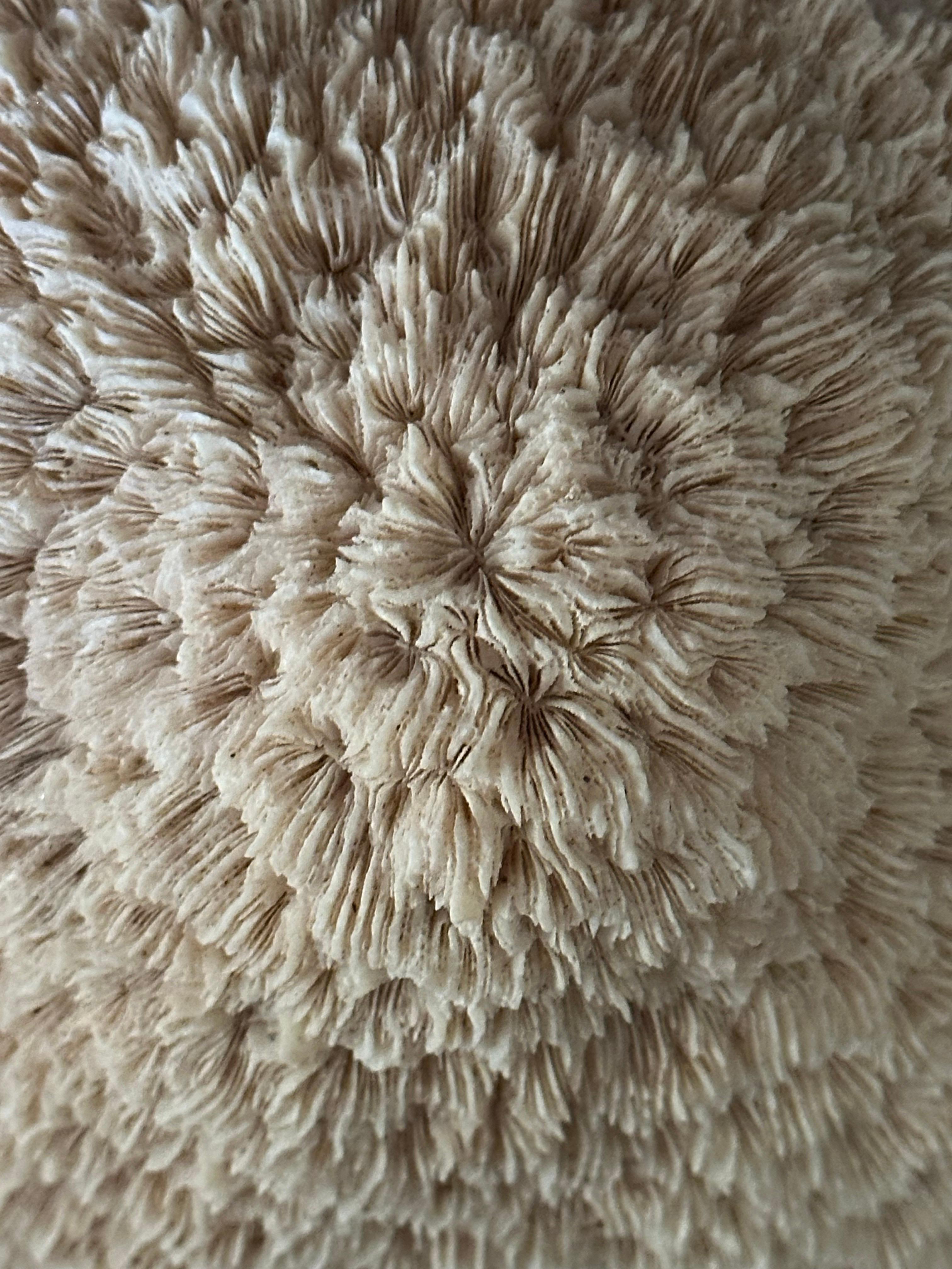 American Natural White 