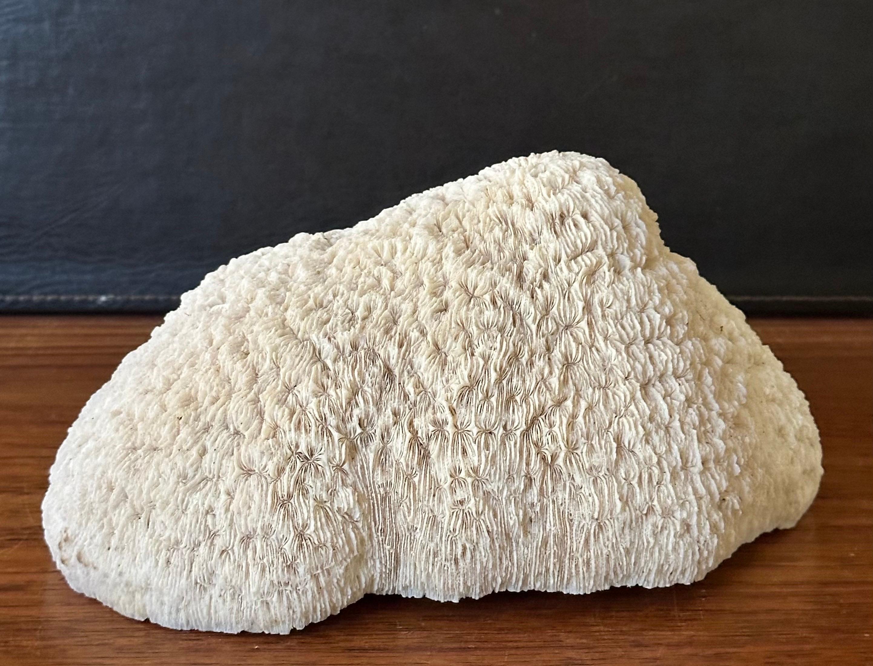 20th Century Natural White 