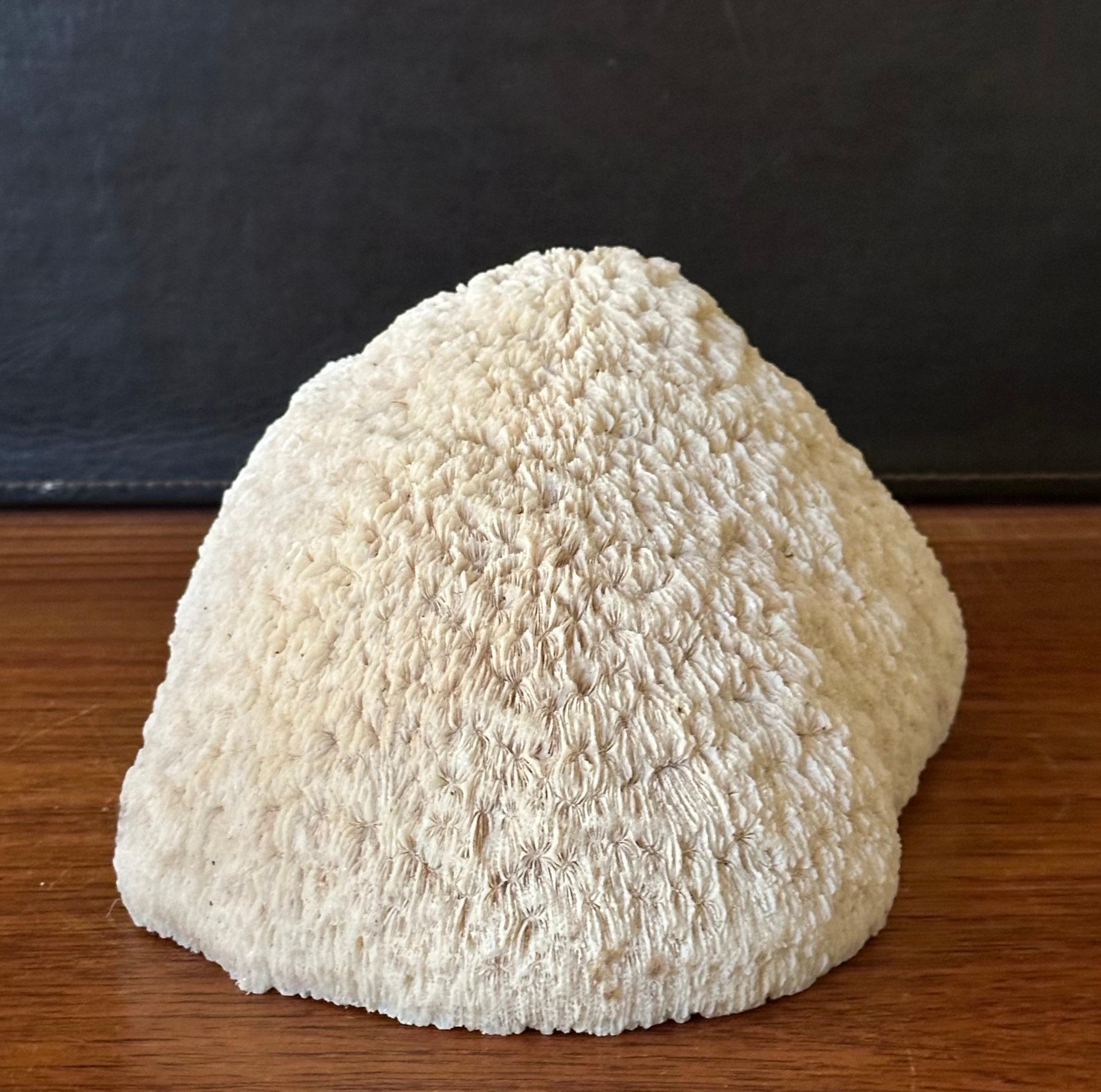 Natural White 