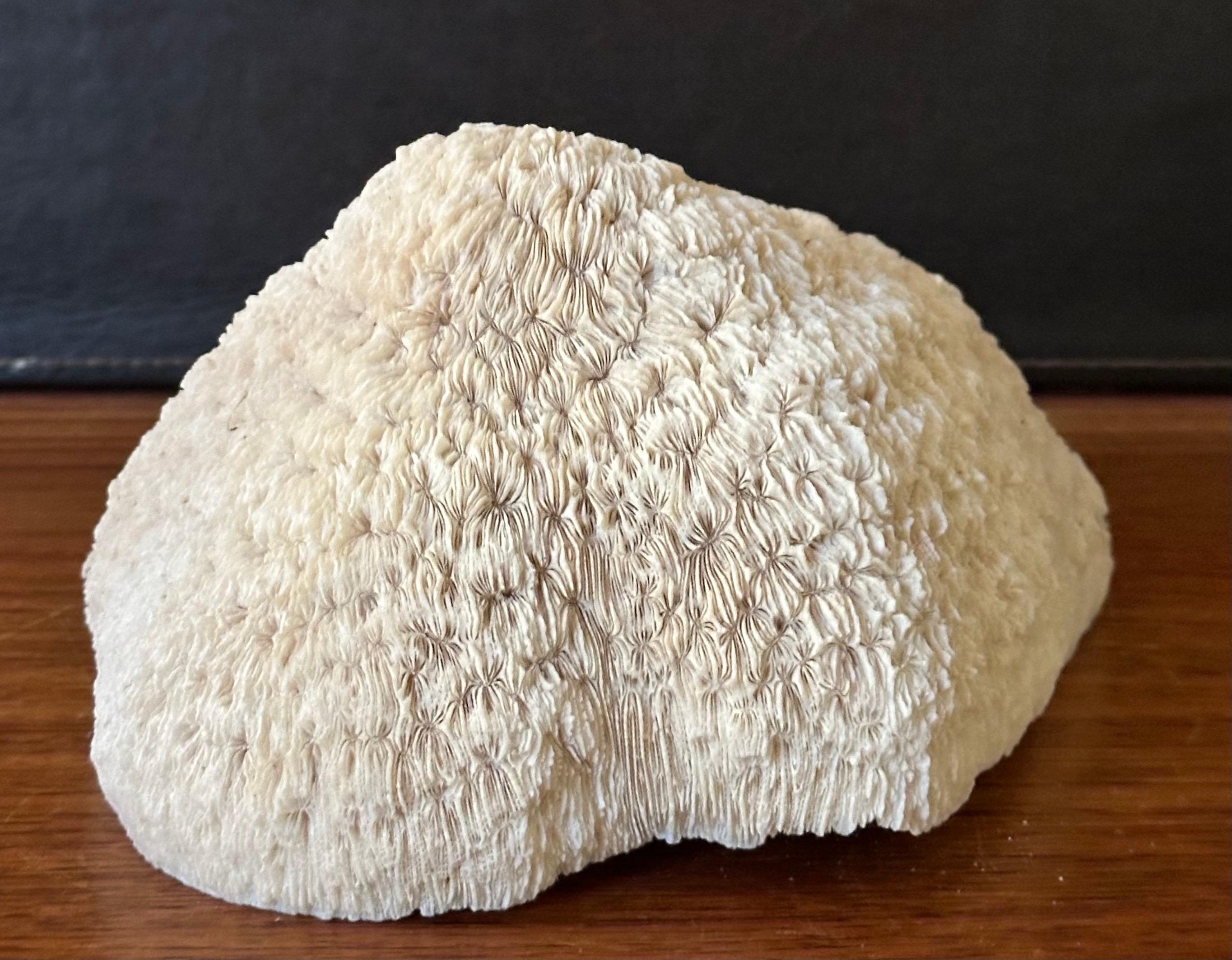 Natural White 