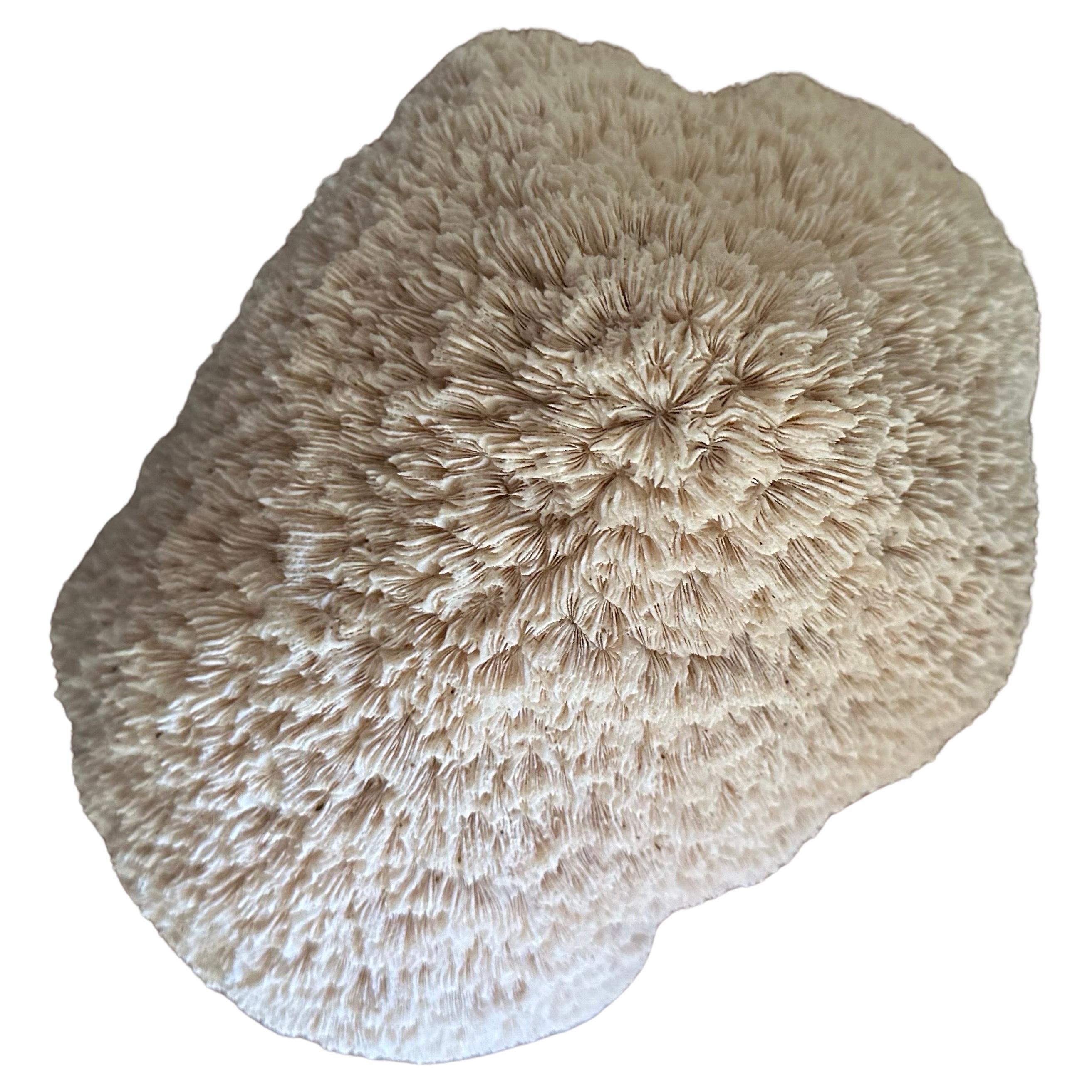 Natural White "Brain" Sea Coral Specimen