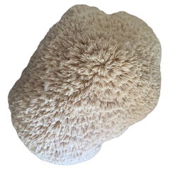 Natural White "Brain" Sea Coral Specimen