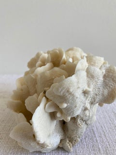 Natural White Cactus Coral