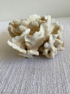 Natural White Cactus Coral