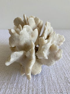 Natural White Cactus Coral