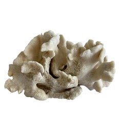 Natural White Cactus Coral