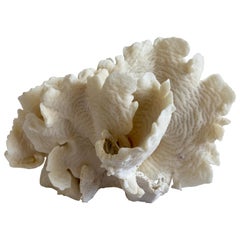 Natural White Cactus White Coral