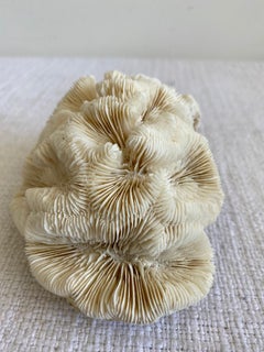 Natural White Cluster Coral
