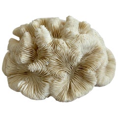 Natural White Cluster Coral